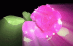Animaciónrosasola.gif