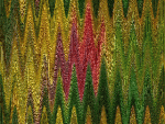 diseñootro.gif