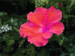 Animación11flor.gif