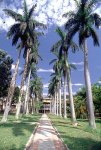 Palmeras Universidad Nacional.jpg
