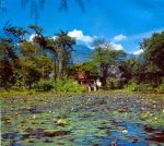lago en el jardìn Botànico de Medellìn.jpg