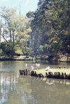 Patos en el agua tomè foto.JPG