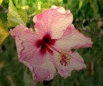 flor que tomè.jpg
