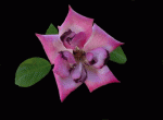 Animación rosa lila luces.gif
