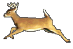 GACELA CORRIENDO GIF.gif
