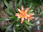 flor4.JPG