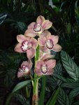 flor5.JPG
