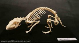 06 esqueleto de erizo.jpeg