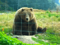 OSO 18.gif