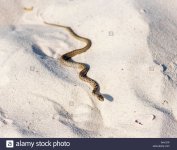 agua-pequena-serpiente-serpiente-arrastrandose-sobre-la-arena-del-mar-el-pueblo-de-ucrania-laz...jpg