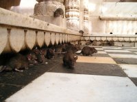 ratas.jpg