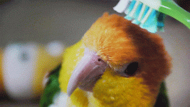 loro-cepillandose-24089.gif