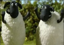 borregos 2.gif