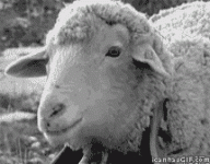 borrego3.gif