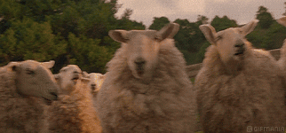 ola de borregos.gif