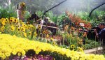 exposiciòn de flores foto que tomè Jardìn B..jpg