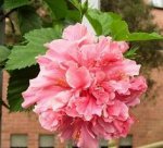 flor 2--.JPG