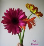 flor 24--.JPG