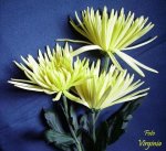 flor 16.JPG
