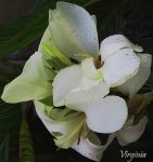 flor blanca --.jpg