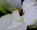 flor -blanca.jpg