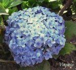 florazul.jpg