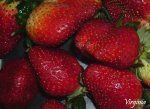 fresas ricas.jpg