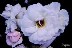 rosas blancas.jpg