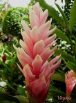 flor-.JPG