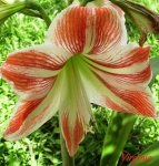 Tulipàn.jpg