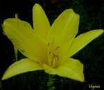 flor amarilla.jpg