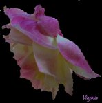 rosa clara-.jpg