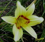 flor amarilla...jpg
