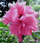 flor fusia.jpg