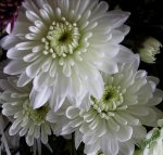 flores blancas Virginia- copia.jpg