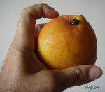 rico mango.jpg