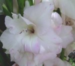 flor blanca lirio-.JPG