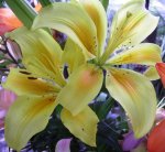 flores amarilla1.JPG