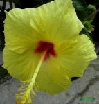 PSan Juaquìn amarillo.jpg