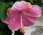 San Juaquìn rosado.jpg