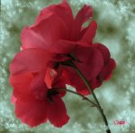 rosa roja con fondo.jpg