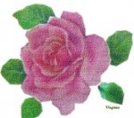 rosa Virginia copia.jpg