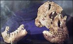 Craneo Neandertal.jpg