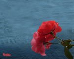 rosa sobre el mar otra copia.jpg