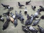 palomas en el Parque de la Luz Medellìn.jpg