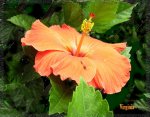 flor naranja San Juaquìn.jpg