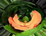flor naranja San Juaquìn copia 2.jpg