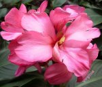 rosa5.jpg