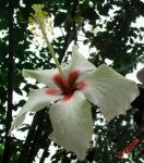San Juaquìn blanco copia-.jpg
