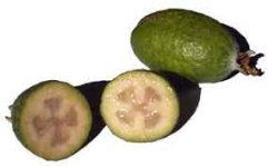 feijoa.jpg